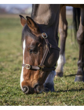 Norton-Licol-Licol Foal Havane