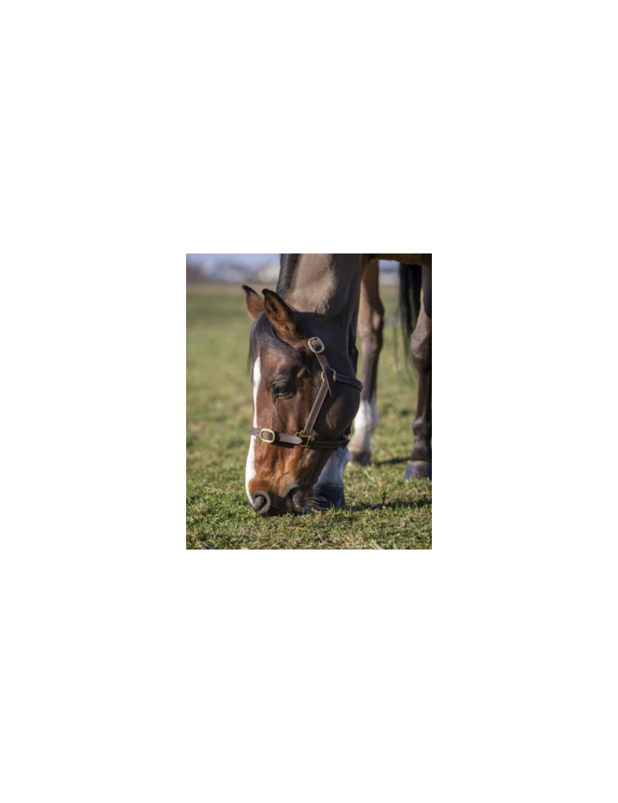 Norton-Licol-Licol Foal Havane