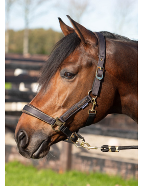 Harry's Horse-Longe et Licol-Ensemble licol + longe Noir/Marron 