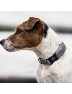 Kentucky - Colliers chiens - Collier pour chien Reflective