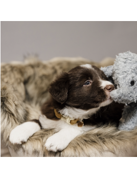 Kentucky - Jouets chiens - Jouet en peluche Eléphant Elsa