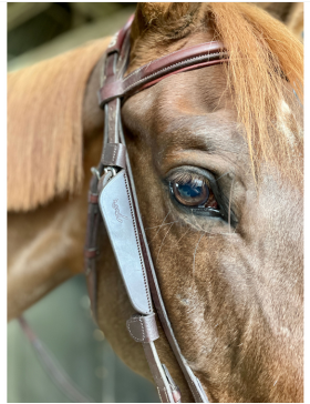 Pénélope Leprevost - Accessoires - Oeillères Blinkers T.U